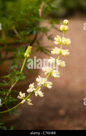 Lupinus Arboreus, Baum Lupin in Blüte Stockfoto