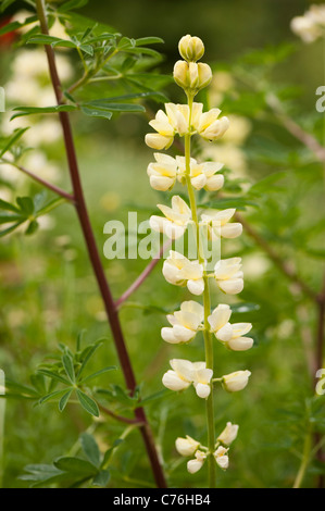 Lupinus Arboreus, Baum Lupin in Blüte Stockfoto