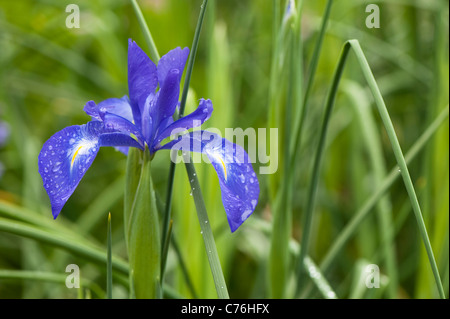 Iris Xiphium in Blüte Stockfoto