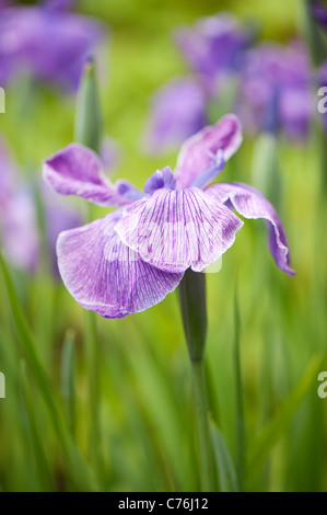 Iris Ensata, japanische Wasser Iris Blume Stockfoto