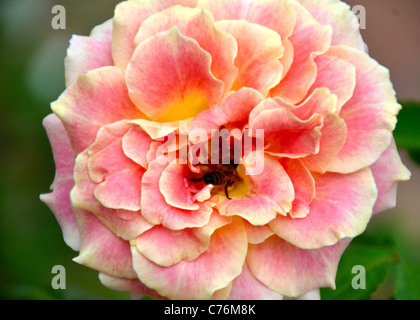 Rosa und gelbe rose mit einem Besuch Biene. Stockfoto