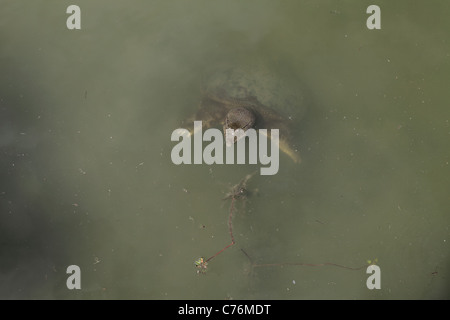 Nahrungskomponente Schildkröte in einem Teich Stockfoto