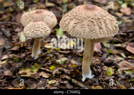 Shaggy Sonnenschirm, Macrolepiota Rhacodes Pilze im Herbst Wald, Burton Büsche, East Yorkshire, England, UK Stockfoto