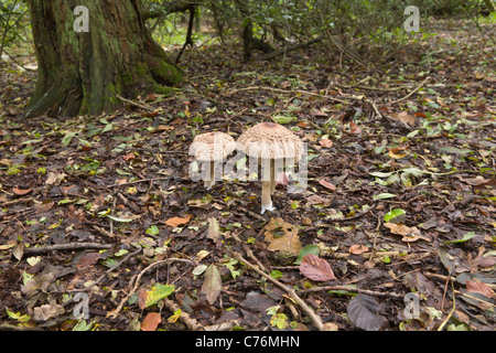 Shaggy Sonnenschirm, Macrolepiota Rhacodes Pilze im Herbst Wald, Burton Büsche, East Yorkshire, England, UK Stockfoto