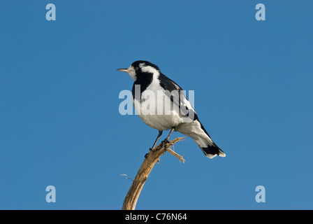 Australische Magpie-Lark, Grallina cyanoleuca, thront auf einem gegessen Sonnenblume Stiel Stockfoto