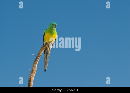 Männlich Red-rumped Papagei, aka Gras Papagei, Psephotus haematontus thront auf einer Sonnenblume Stiel. Stockfoto