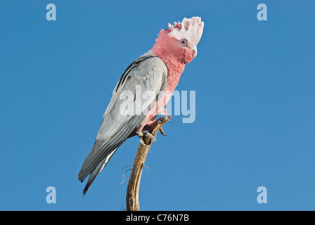 Weibliche galah Cacatua roseicapilla. Profil vor einem klaren blauen Himmel. Stockfoto