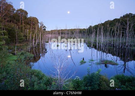 Der Vollmond steigt in der Abenddämmerung in einem Sumpf in der Nähe von Bala in Muskoka, Ontario, Kanada. Stockfoto