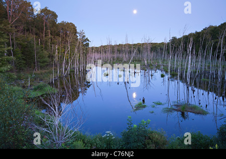 Der Vollmond steigt in der Abenddämmerung in einem Sumpf in der Nähe von Bala in Muskoka, Ontario, Kanada. Stockfoto