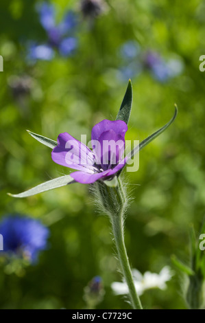 Mais Cockle Agrostemma umbellatum Stockfoto