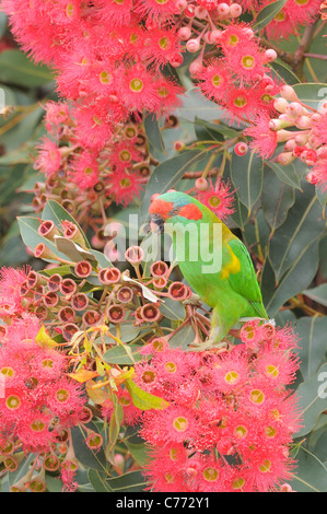 Moschus Lorikeet Glossopsitta Concinna fotografiert in Tasmanien, Australien Stockfoto