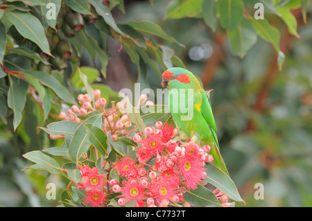 Moschus Lorikeet Glossopsitta Concinna fotografiert in Tasmanien, Australien Stockfoto