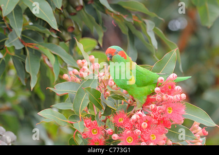 Moschus Lorikeet Glossopsitta Concinna fotografiert in Tasmanien, Australien Stockfoto