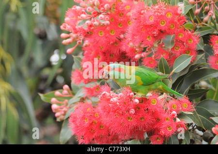 Moschus Lorikeet Glossopsitta Concinna fotografiert in Tasmanien, Australien Stockfoto