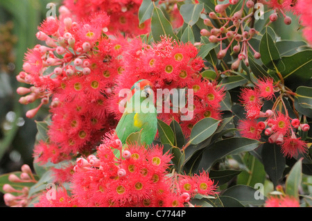 Moschus Lorikeet Glossopsitta Concinna fotografiert in Tasmanien, Australien Stockfoto