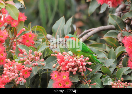 Moschus Lorikeet Glossopsitta Concinna fotografiert in Tasmanien, Australien Stockfoto