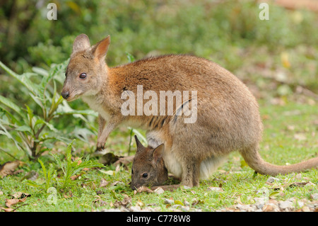 Red-necked Pademelon Thylogale Thetis weiblich mit Joey im Beutel fotografiert in Queensland, Australien Stockfoto