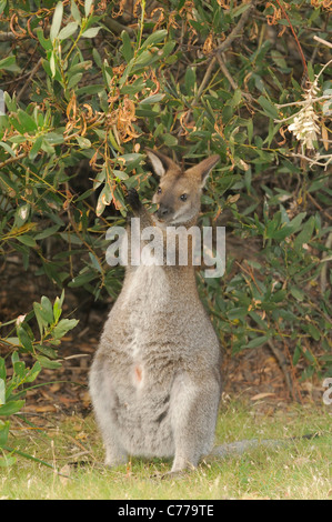 Bennett Wallaby Macropus Rufogriseus Essen Blätter fotografiert in Tasmanien, Australien Stockfoto