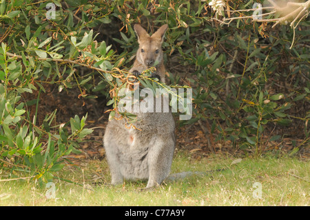 Bennett Wallaby Macropus Rufogriseus Essen Blätter fotografiert in Tasmanien, Australien Stockfoto