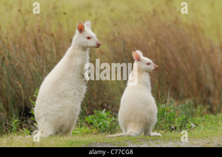 Bennett Wallaby Macropus Rufogriseus Mutter und Joey weiß, Albino Form fotografiert auf Bruny Island, Tasmanien, Australien Stockfoto