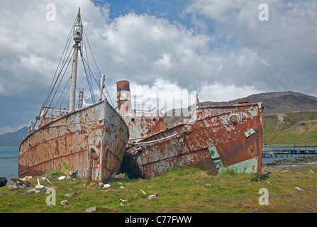 Rusty Schiff am Hafen von Grytviken, Südgeorgien Stockfoto