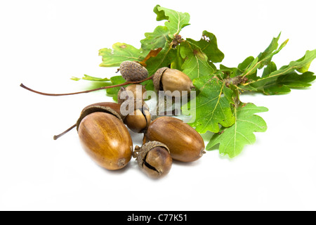 Eicheln und Blätter von verschiedenen Arten auf weiß Stockfoto