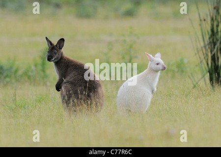 Bennett Wallaby Macropus Rufogriseus weiß, Albino und dunkel bilden fotografiert auf Bruny Island, Tasmanien, Australien Stockfoto