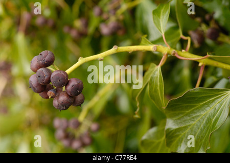 Atlantic Efeu, Hedera Hibernica - Obst Stockfoto