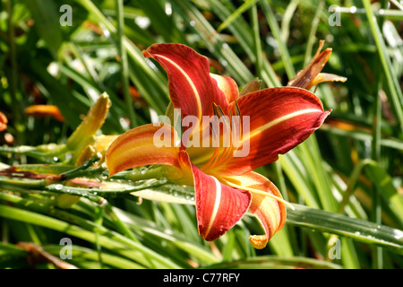 Taglilie Blüte, gelbe und rote Blume, mehrjährige Pflanze (Hemerocallis). Stockfoto