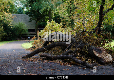 Gebrochene Ast und einen Pfad im Szczytnicki Park, Wroclaw, Polen Stockfoto