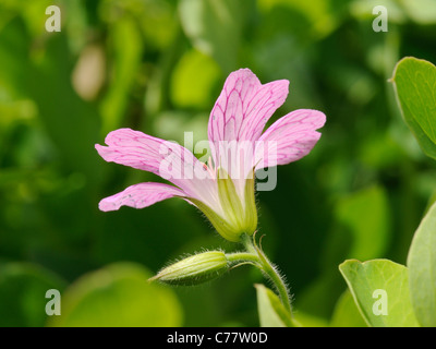 Druce des Krans-Bill, Geranie X oxonianum (G. Endressi × G. versicolor) Stockfoto