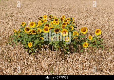Eindringling Sonnenblumen in einem Feld von Weizen Stockfoto