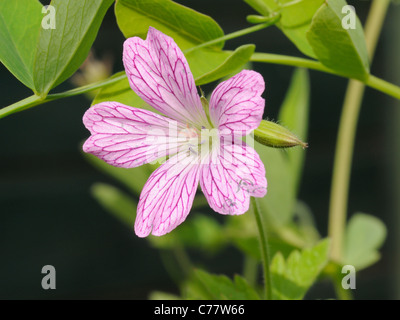 Druce des Krans-Bill, Geranie X oxonianum (G. Endressi × G. versicolor) Stockfoto