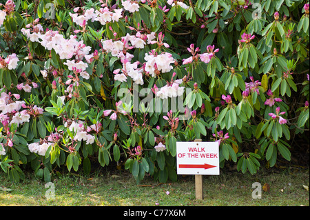 "Walk der Woche" Routenmarker Rhododendron Wald Stockfoto