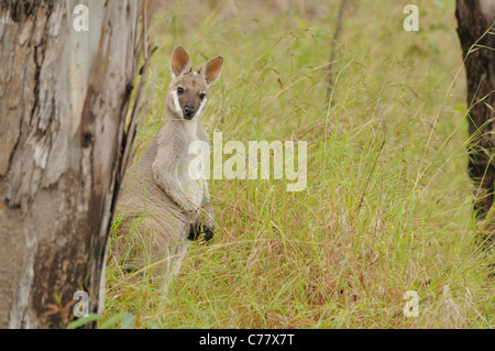 Whiptail Wallaby oder ziemlich konfrontiert Wallaby Macropus Parryi fotografiert in Queensland, Australien Stockfoto