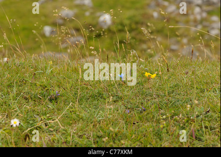 Frühlings-Enzian, Gentiana Verna in Grasnarbe Stockfoto