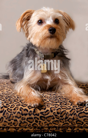 Ein Yorkshire-Terrier vor einem neutralen Hintergrund Verlegung auf einem Leopard Print Stuhl Stockfoto