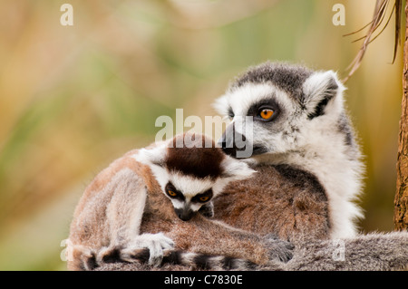 Weibliche Lemur mit Baby Lemur auf Rückseite Stockfoto