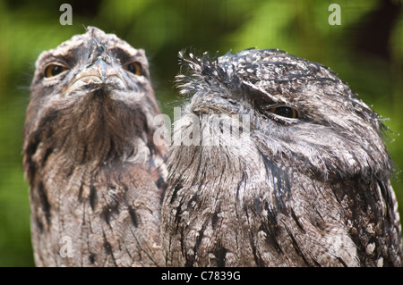 Zwei Tawny Frogmouths Stockfoto