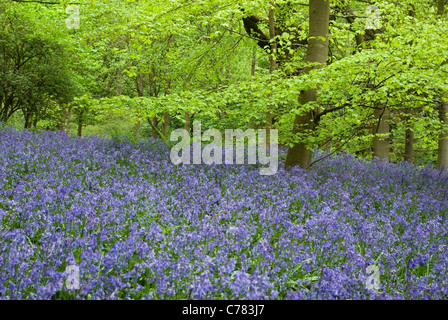 Glockenblumen in Middleton Woods, in der Nähe von Ilkley, Yorkshire, Großbritannien Stockfoto