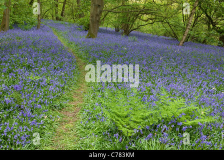 Wanderweg durch Glockenblumen in Middleton Woods, in der Nähe von Ilkley, Yorkshire, Großbritannien Stockfoto