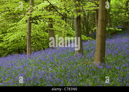 Glockenblumen in Middleton Woods, in der Nähe von Ilkley, Yorkshire, Großbritannien Stockfoto