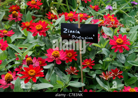 Zinnie (Sorte: Fülle), Label mit dem Namen der Blume Stockfoto