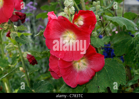 Stockrose Blume in einem Garten im Sommer (Alcea Rosea). Stockfoto