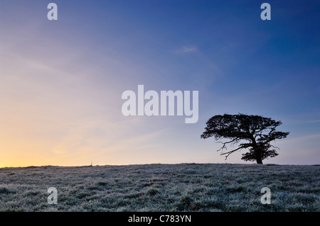 Ein einsamer Baum steht in einem frostigen Feld bei Sonnenaufgang. Wrington, North Somerset, England. Stockfoto