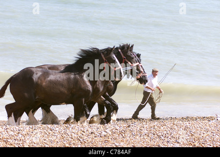 SHIRE HORSES im Meer bei PEVENSEY Bucht - DAVID McINERNEY aus HELLINGLY IN SUSSEX nimmt die Pferde für ein erfrischendes Bad alle zwei Wochen Stockfoto