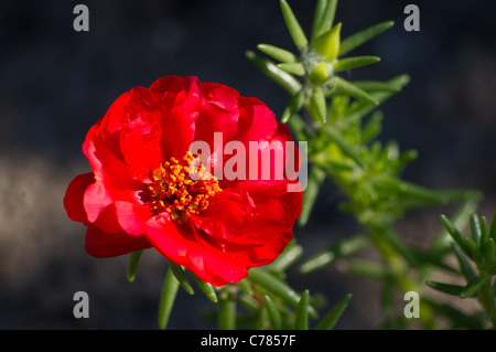 roten Portulaca Blüte und Knospe vor einem dunklen Hintergrund Stockfoto