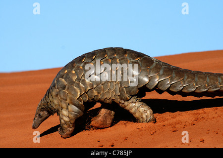 Boden Sie, Pangolin, Cape Pangolin, Temminck Pangolin - Manis/Smutsia Temminckii (Wild) Stockfoto