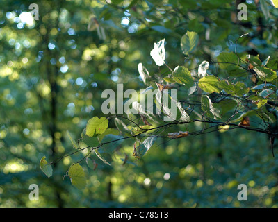 Einen Ast in der Sonne; Gaerthner / Alnus Glutinosa Stockfoto