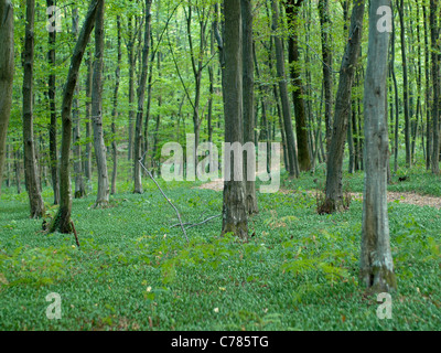 Weg durch grüne Laubwälder; Gaerthner / Alnus Glutinosa Stockfoto